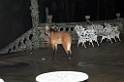 Maned Wolf